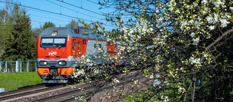 Поезд за цветущим деревом